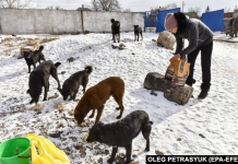 Në Ukrainën e ngrirë, dyqanet hapin dyert për kafshët endacake