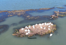 Karavasta, procesi i folezimit vijon normalisht