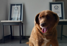 Bobi , fundi i historisë së qenit më jetëgjatë në botë