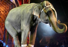 Franca miraton ndalimin e kafshëve të egra në cirqe