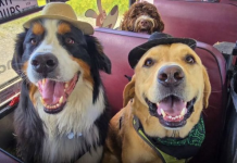 Qentë shkojnë në shkollë që të mos qëndrojnë vetëm në shtëpi