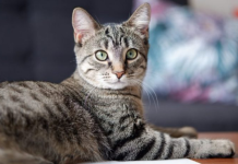 Miratohet më në fund ilaçi që kuron FIP-in