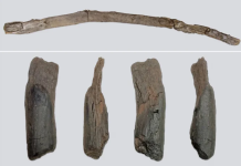 Arkeologët gjejnë veglat më të vjetra në botë prej druri