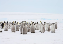 Antarktidë: Të vegjlit e pinguinit perandor përballen me një fazë vendimtare të rritjes