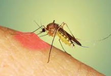 Aromat që mund të largojnë mushkonjat