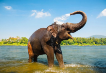 Kopshti Zoologjik i Balit i jep fund shëtitjeve me elefantë