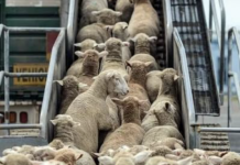 Britania ndalon eksportin e kafshëve të gjalla