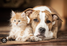 “Dexter’s Law”, ndalohet adoptimi i kafshëve nga abuzuesit