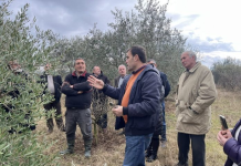 Shkodër: Si të rritet prodhimi i ullinjve me teknika moderne