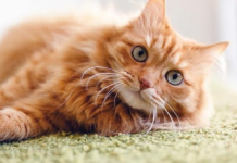 Fakte për macet që ndoshta nuk i dinit!