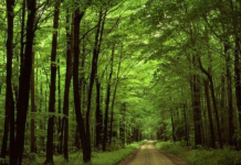 Shtohen 360 mijë fidanë të rinj për rikuperimin e ekosistemeve pyjore