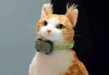 Smartphone për kafshët, teknologjia e re, qentë dhe macet komunikojnë me pronarët