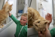 5-vjeçari takon sërisht maçokun e tij të humbur