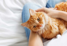 Pulitja e ngadaltë e syve: Gjuha e dashurisë së maceve