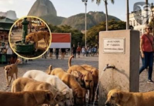 Rio de Janeiro : Cezma uji për kafshët në hapësirat publike