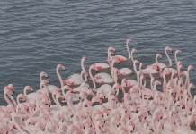 Fluturime magjike të flamingove mbi lagunën e Nartës