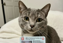 Në Hong Kong kafshët shtëpiake kanë kartën e tyre të identitetit