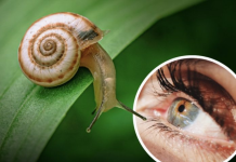 Një kërmill që rigjeneron sytë në 30 ditë mund të hapë rrugën për trajtimin e verbërisë tek njerëzit