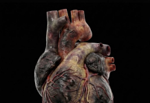 Dietat me pak karbohidrate mund të dëmtojnë shëndetin e zemrës në një periudhë afatgjatë