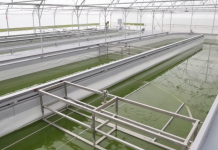 Projekti i mikroalgave në Sukth hap rrugë për zhvillimin e produkteve të reja ushqimore