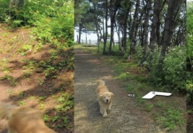Qeni , bëhet “ylli” i papritur i ishullit në Korenë e Jugut