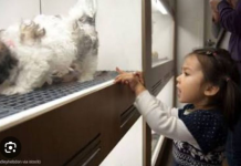 Kolorado drejt ndalimit të shitjes se qenve dhe maceve në dyqanet e kafshëve