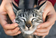 Suedia forcon ligjin për mirëqenien e maceve