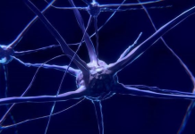 Japonia miraton terapitë e para me qeliza staminale për dështimin e zemrës dhe Parkinsonin