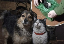 Qeni dhe macja bëhen miq pas shpëtimit nga zona e luftës në Ukrainë