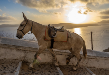 Masa për mbrojtjen e gomerëve në Santorini nga mbingarkesa turistike
