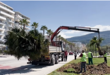 Vlorë, palmat zhvendosen drejt Lungomares