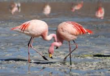 Fluturime magjike të flamingove mbi lagunën e Nartës