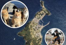 “Ishulli i Maceve” në Japoni