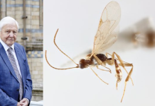 Një specie e re grerëzash emërtohet sipas David Attenborough