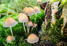 “Kërpudhat magjike” mund të ndihmojnë njerëzit të lënë duhanin