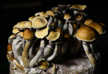 Kërpudhat “magjike” mund të ndihmojnë në lënien e duhanit