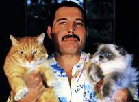 Freddie Mercury dhe dashuria e tij e jashtëzakonshme për macet
