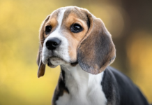 1,500 beagle drejt një jete të re pas lirimit nga një qendër kërkimore