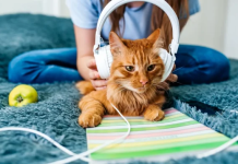Si ndikon muzika në sjelljen e qenve dhe maceve?