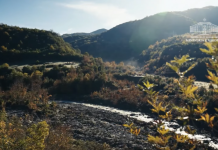 Bredhi i Hotovës, një nga thesaret më të çmuara natyrore