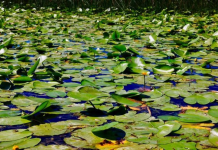 Liqeni i Shkodrës thesar natyror me biodiversitet të jashtëzakonshëm