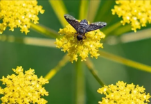 Shkencëtarët: Miliona lloje insektesh mbeten të pazbuluara