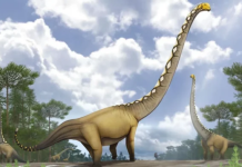 Tajlandë: Gjendet një dinosaur gjigant me qafë 20 metra të gjatë