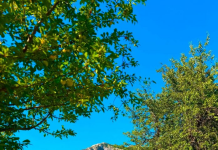 Lëpusha, destinacioni alpin që po tërheq gjithnjë e më shumë turistë