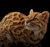 Zbulohet një specie e re maceje, për herë të parë pas 100 vitesh