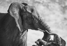 “Wildlife Photographer of the Year 2026”
