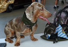 Luitpold fiton për herë të katërt garën e qenve “dachshund” në Mynih